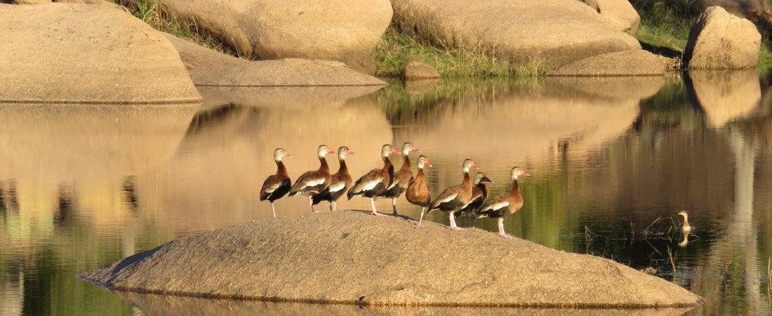 Granite Lake Nature Whistling Ducks